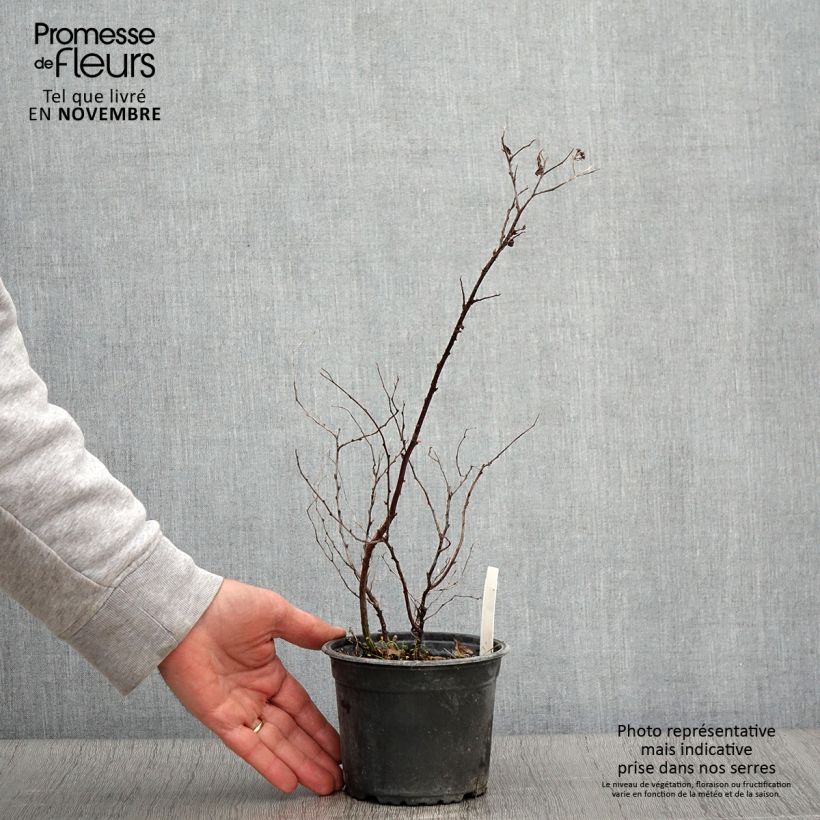 Ejemplar de Espirea japonica Goldflame - Espirea del Japón Maceta 1L/1,5L entregado en otoño