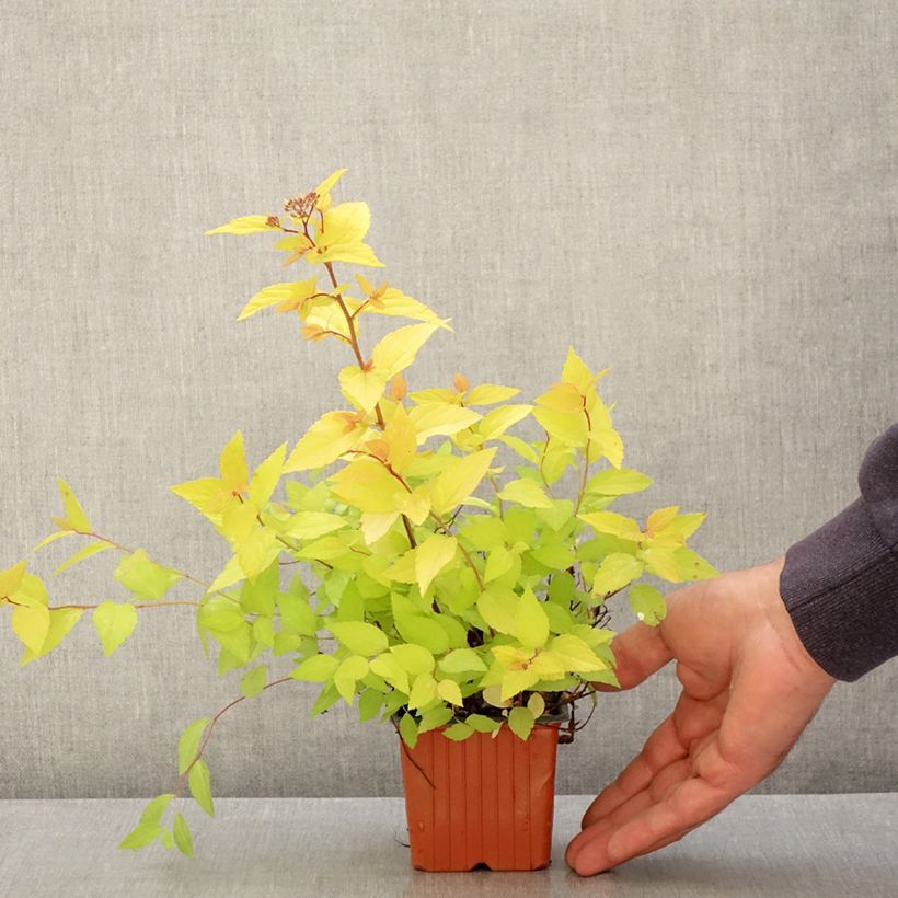 Espirea japonica Goldmound - Espirea del Japón Maceta de 8/9 cm Ejemplar entregado en la primavera