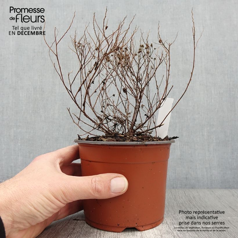 Ejemplar de Espirea japonica Little Princess - Espirea del Japón Maceta de 8/9 cm entregado en otoño