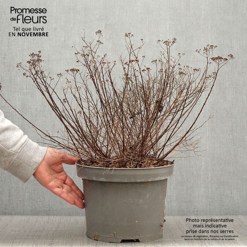 Ejemplar de Espirea japonica Little Princess - Espirea del Japón Maceta 4L/5L entregado en otoño
