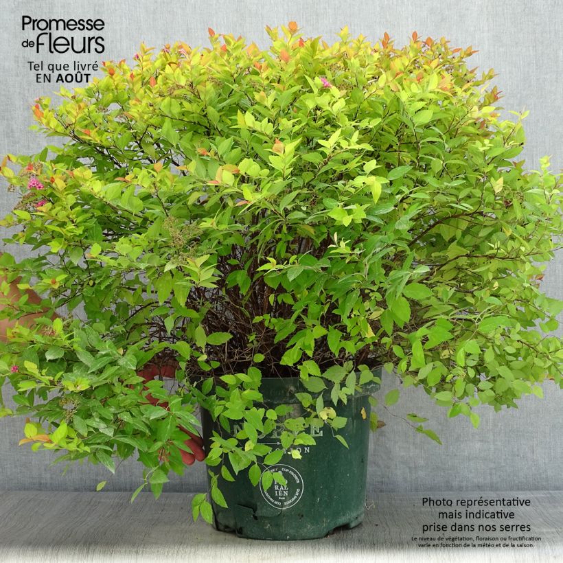 Ejemplar de Espirea japonica Magic Carpet - Espirea del Japón Maceta 7,5L/10LAltura de entrega aprox. 40/50cm entregado en verano