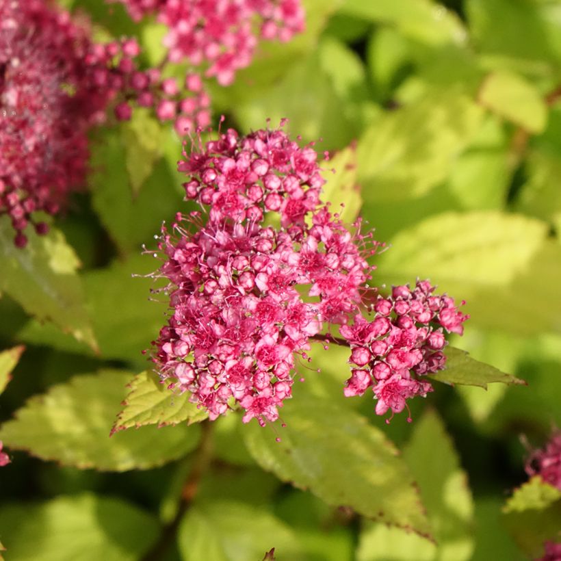 Espirea japonica Magic Carpet - Espirea del Japón (Floración)