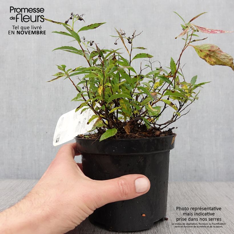 Ejemplar de Espirea japonica Shirobana Genpei - Espirea del Japón Maceta 1L/1,5L entregado en otoño