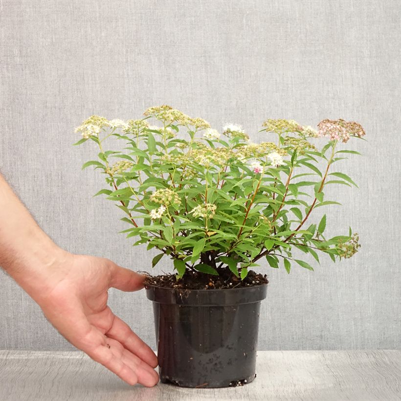 Ejemplar de Espirea japonica Shirobana Genpei - Espirea del Japón Maceta 1L/1,5LAltura de entrega aprox. 20/25cm entregado en verano