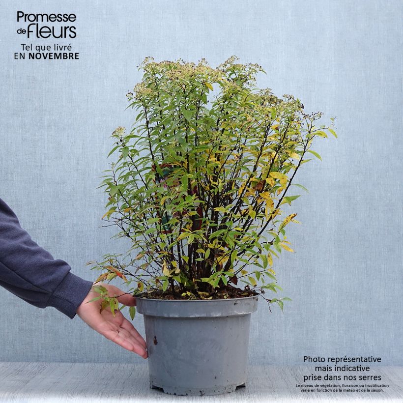 Ejemplar de Espirea japonica Shirobana Genpei - Espirea del Japón Maceta 7,5L/10L entregado en otoño