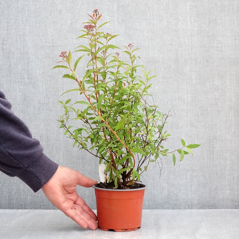 Espirea japonica Darts Red - Espirea del Japón Maceta 1L/1,5L Ejemplar entregado en la primavera