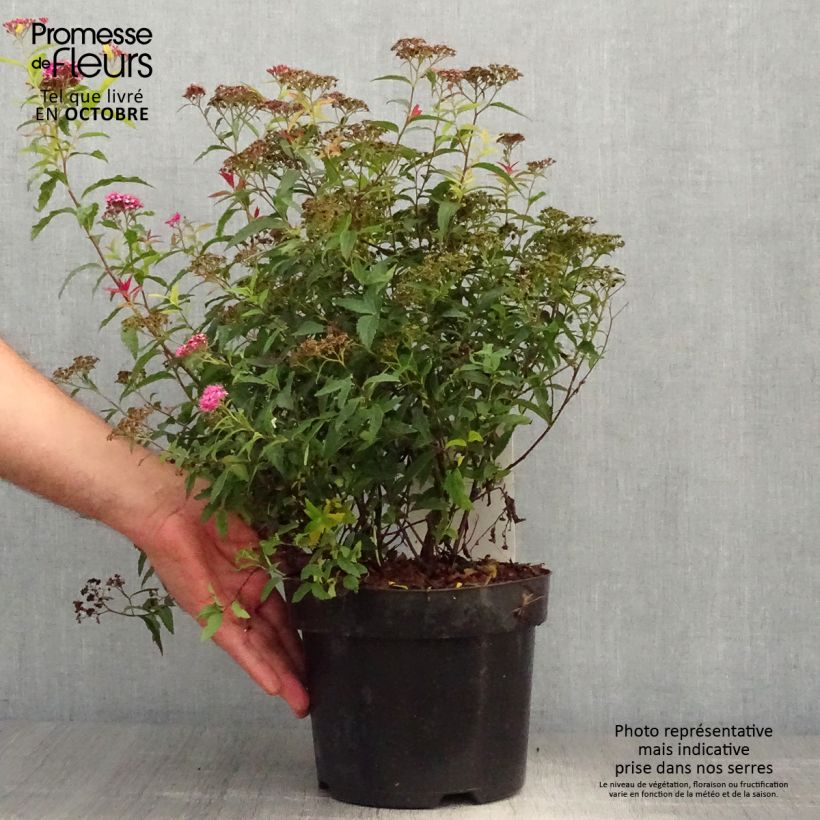 Ejemplar de Espirea japonica Darts Red - Espirea del Japón Maceta 3L/4L entregado en otoño