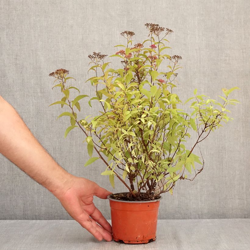 Ejemplar de Espirea japonica Darts Red - Espirea del Japón Maceta 1L/1,5L entregado en verano