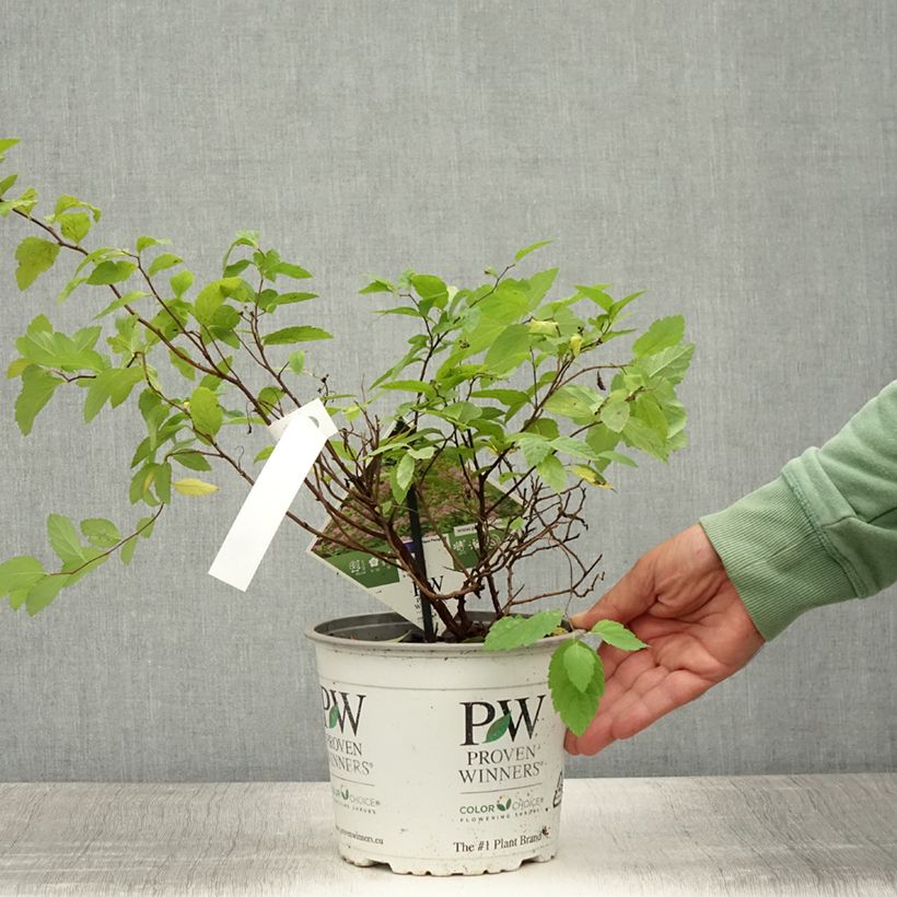 Ejemplar de Espirea japonica Double Play Big Bang Tracy - Espirea del Japón Maceta 2L/3LAltura de entrega aprox. 30/40cm entregado en verano