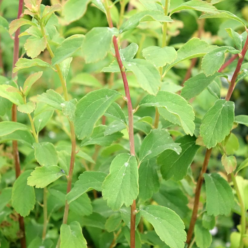 Espirea nipponica Halwards Silver (Follaje)