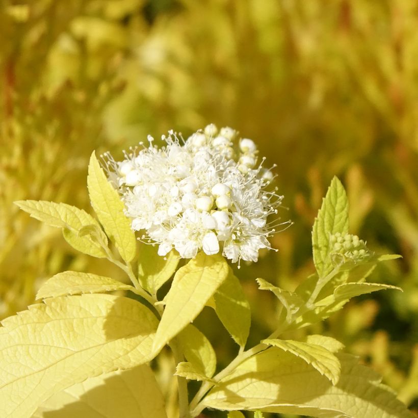 Espirea japonica White Gold - Espirea del Japón (Floración)