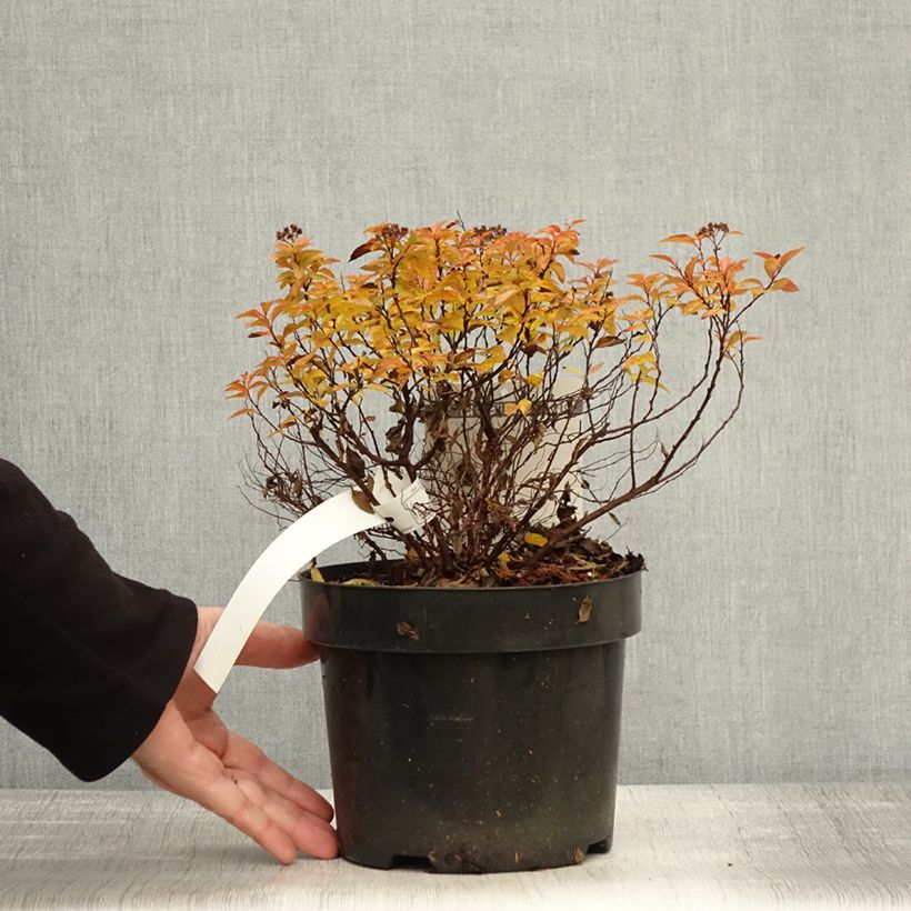 Ejemplar de Espirea japonica Zen'Spirit Caramel - Espirea del Japón Maceta 3L/4L entregado en otoño
