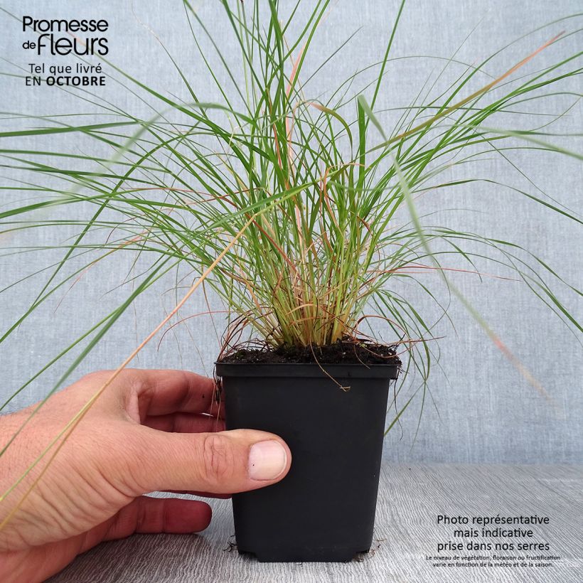 Ejemplar de Sporobolus heterolepis Maceta de 8/9 cm entregado en otoño