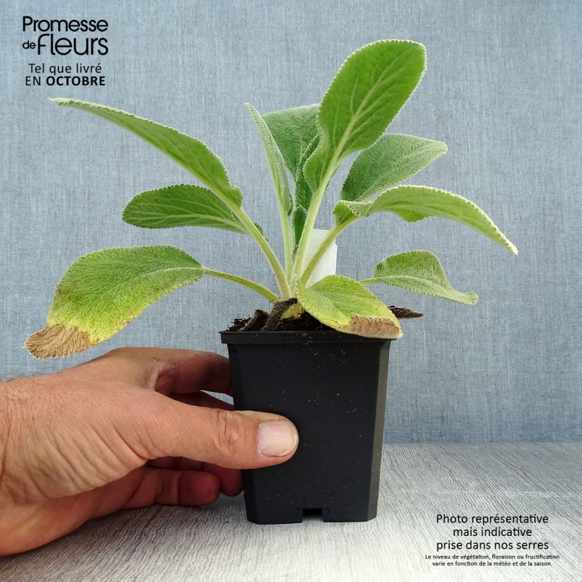 Ejemplar de Stachys byzantina Big Ears - Oreja de liebre Maceta de 8/9 cm entregado en otoño
