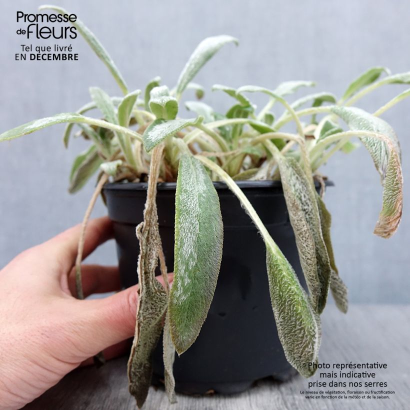 Ejemplar de Stachys byzantina - Oreja de liebre Maceta 2L/3L entregado en otoño