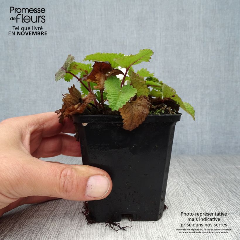 Ejemplar de Stachys grandiflora Superba Maceta de 8/9 cm entregado en otoño