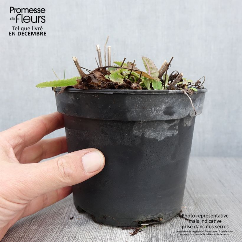 Ejemplar de Stachys monieri Hummelo Maceta 2L/3L entregado en otoño