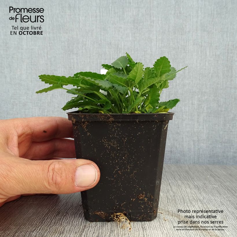 Ejemplar de Stachys officinalis - Betónica Maceta de 8/9 cm entregado en otoño