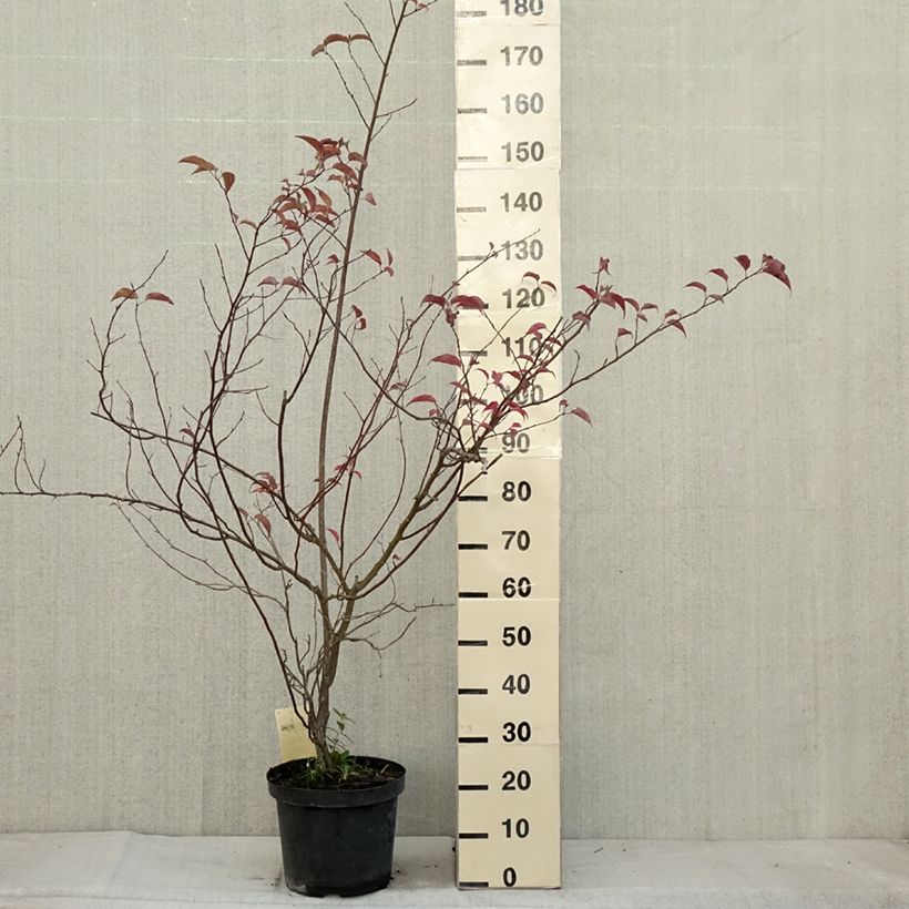 Ejemplar de Stachyurus chinensis Celina Maceta 7,5L/10L entregado en otoño