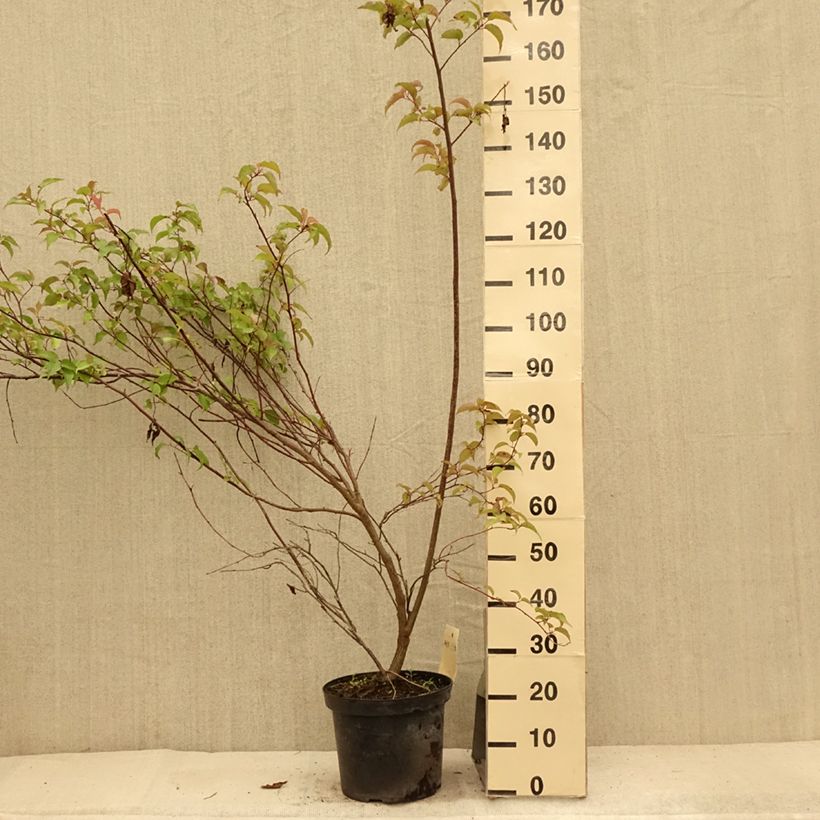 Ejemplar de Stachyurus chinensis Celina en pot de 7,5L/10L entregado en verano