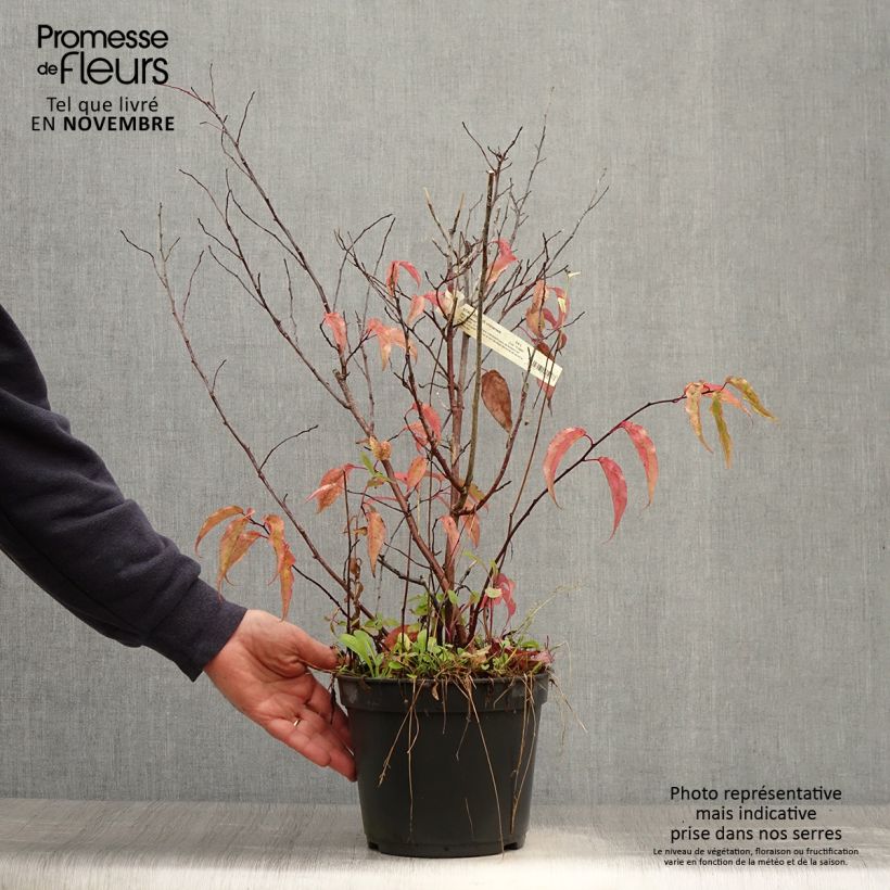 Ejemplar de Stachyurus chinensis Joy Forever Maceta 2L/3L entregado en otoño