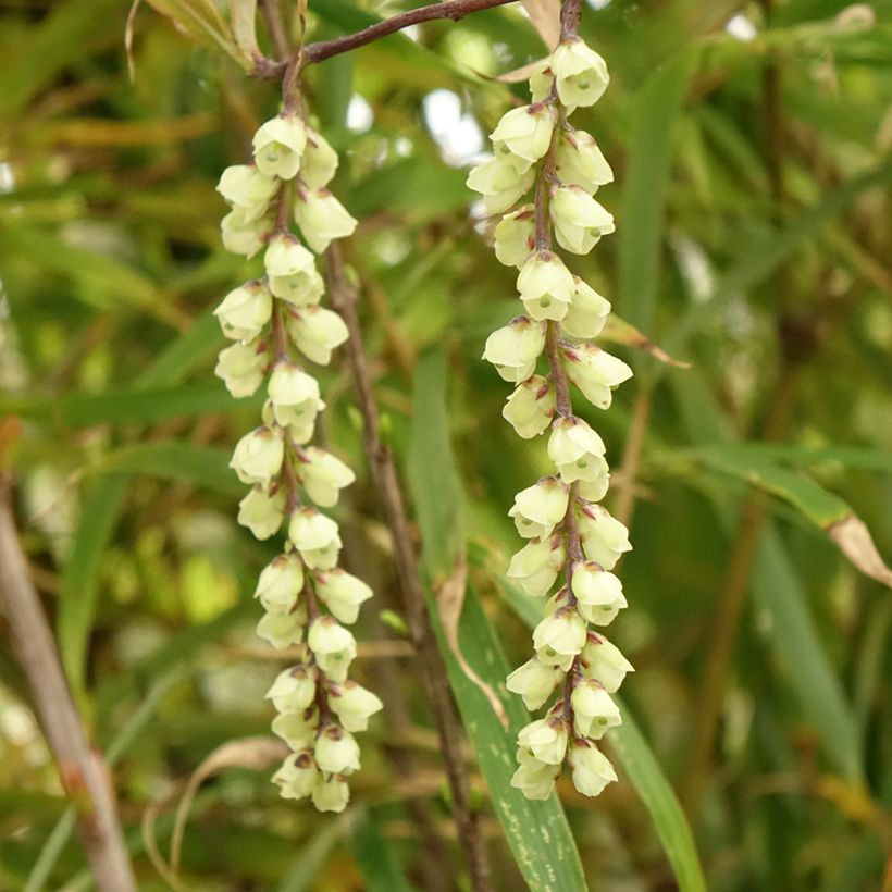 Stachyurus chinensis Joy Forever (Floración)