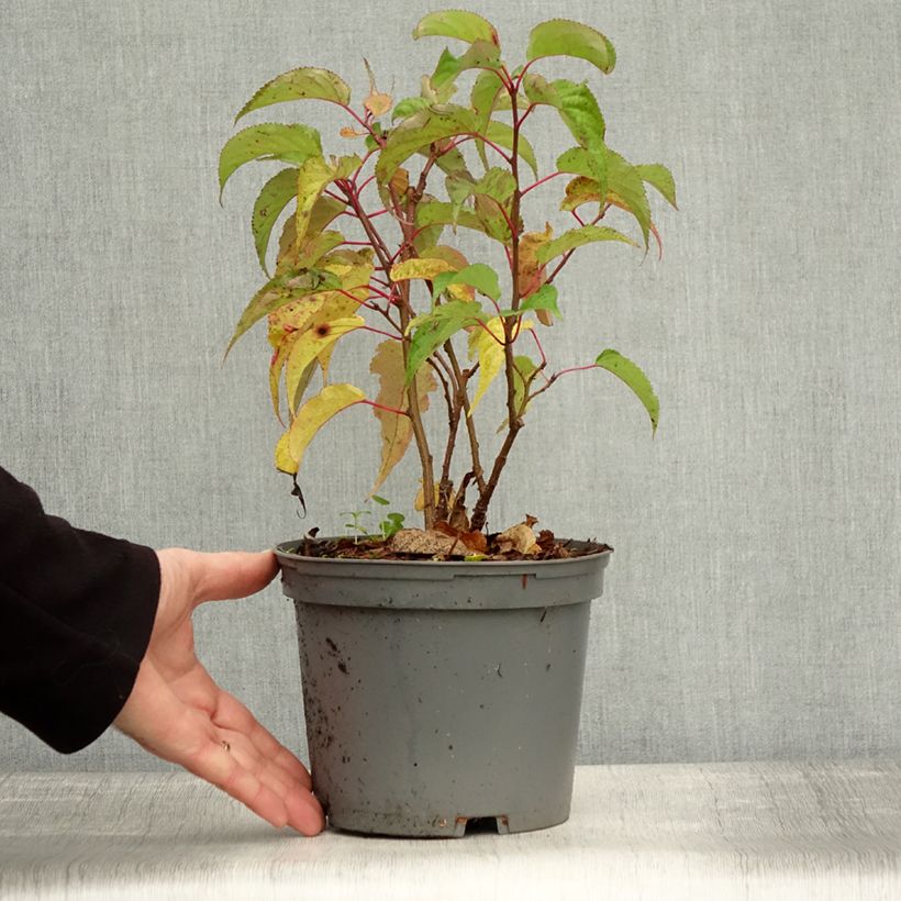 Ejemplar de Stachyurus praecox Maceta 2L/3L entregado en otoño