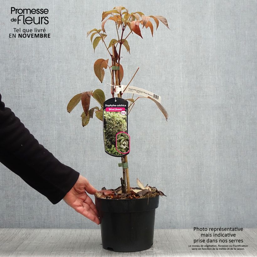 Ejemplar de Staphylea colchica Black Beauty Maceta 4L/5L entregado en otoño