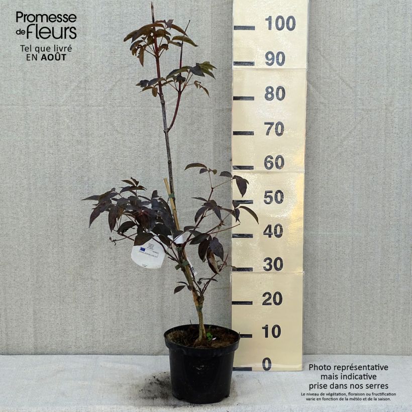 Ejemplar de Staphylea colchica Black Beauty - Faux pistachier Pot de 4L/5L entregado en verano