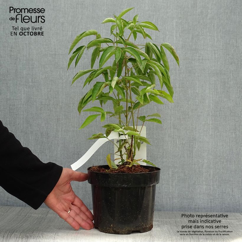 Ejemplar de Staphylea colchica Maceta 3L/4L entregado en otoño