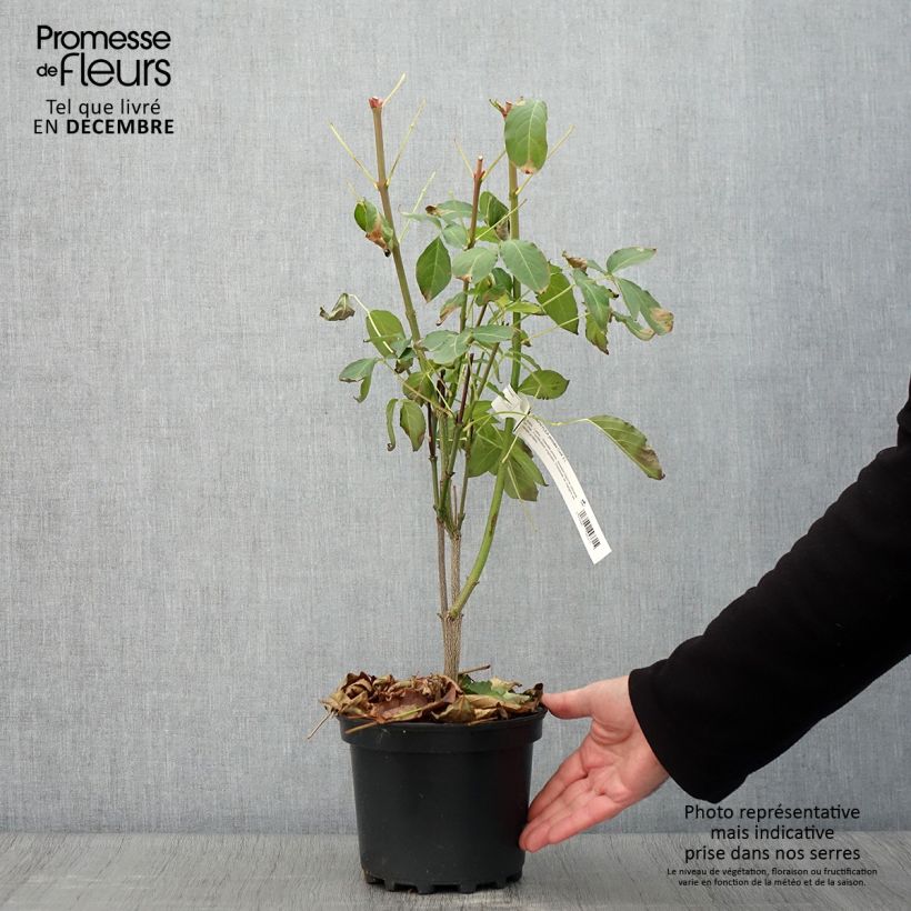 Ejemplar de Piñón vejiga europeo - Staphylea pinnata Maceta 3L/4L entregado en otoño