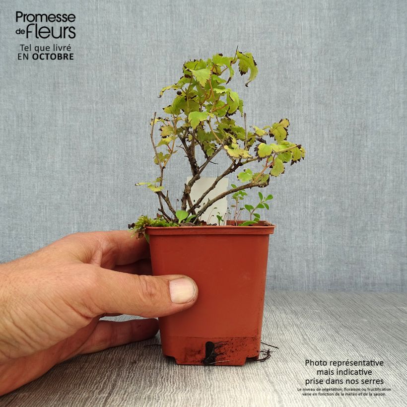 Ejemplar de Stephanandra incisa Crispa Maceta de 8/9 cm entregado en otoño