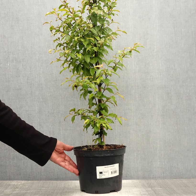 Ejemplar de Stewartia monadelpha Maceta 4L/5L entregado en verano