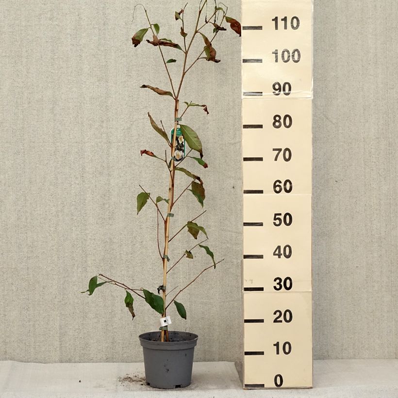 Ejemplar de Stewartia pseudocamellia Maceta 3L/4L entregado en otoño
