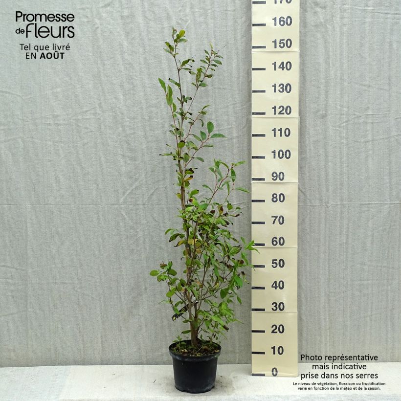 Ejemplar de Stewartia pseudocamellia - Stuartie Pot de 3L/4L entregado en verano