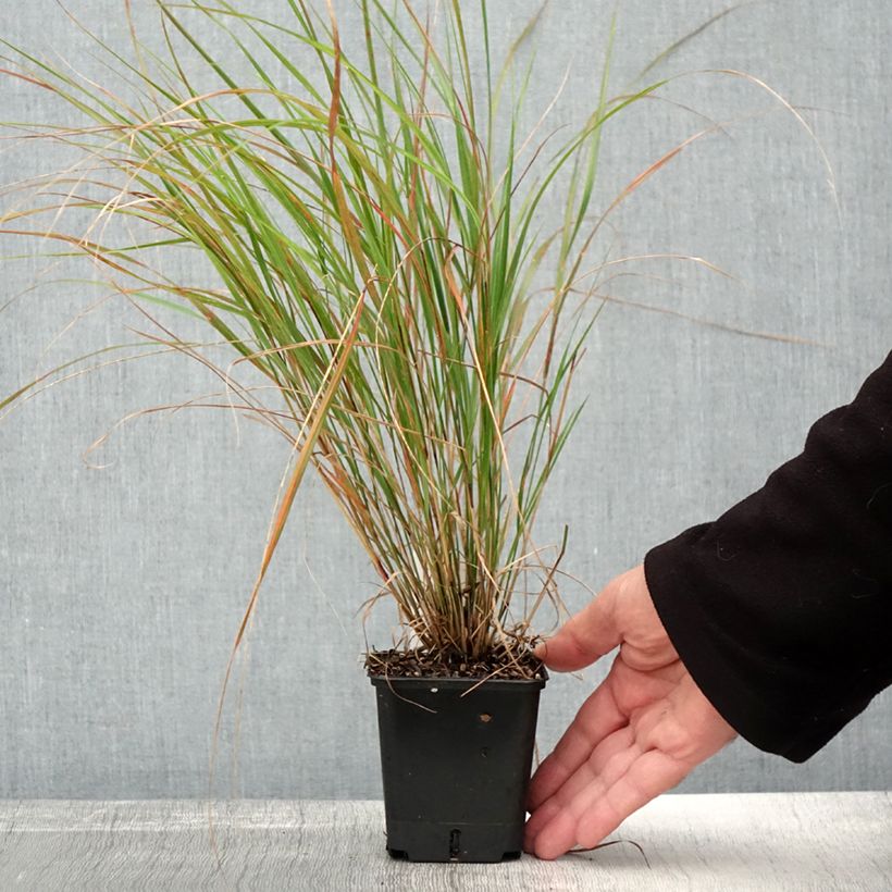 Ejemplar de Stipa arundinacea Sirocco Maceta de 8/9 cm entregado en otoño
