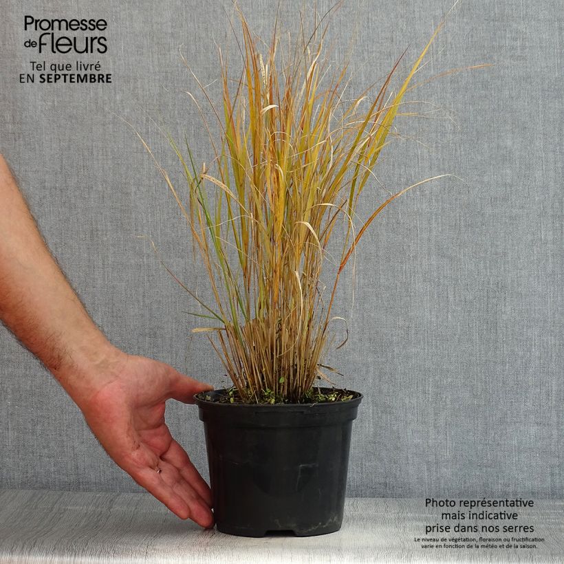 Ejemplar de Stipa arundinacea Sirocco Maceta 2L/3L entregado en verano