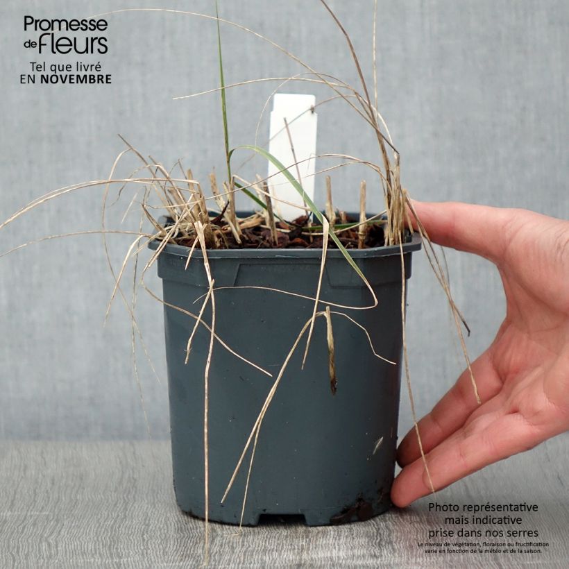 Ejemplar de Stipa calamagrostis Maceta 2L/3L entregado en otoño