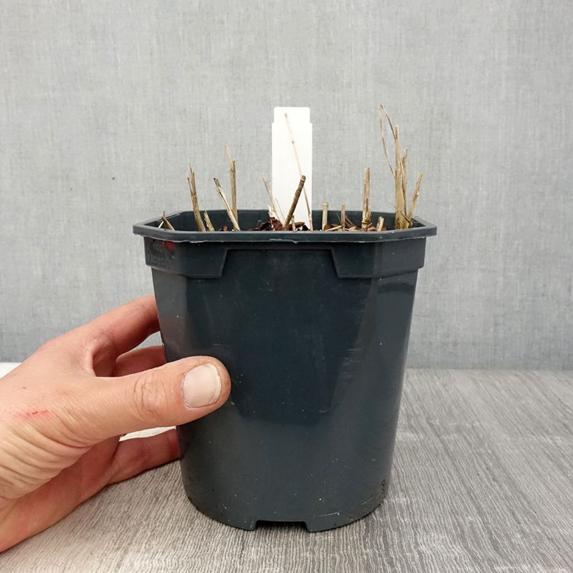 Stipa calamagrostis - Achnaterum en pot de 2/3 litres Ejemplar entregado en la primavera