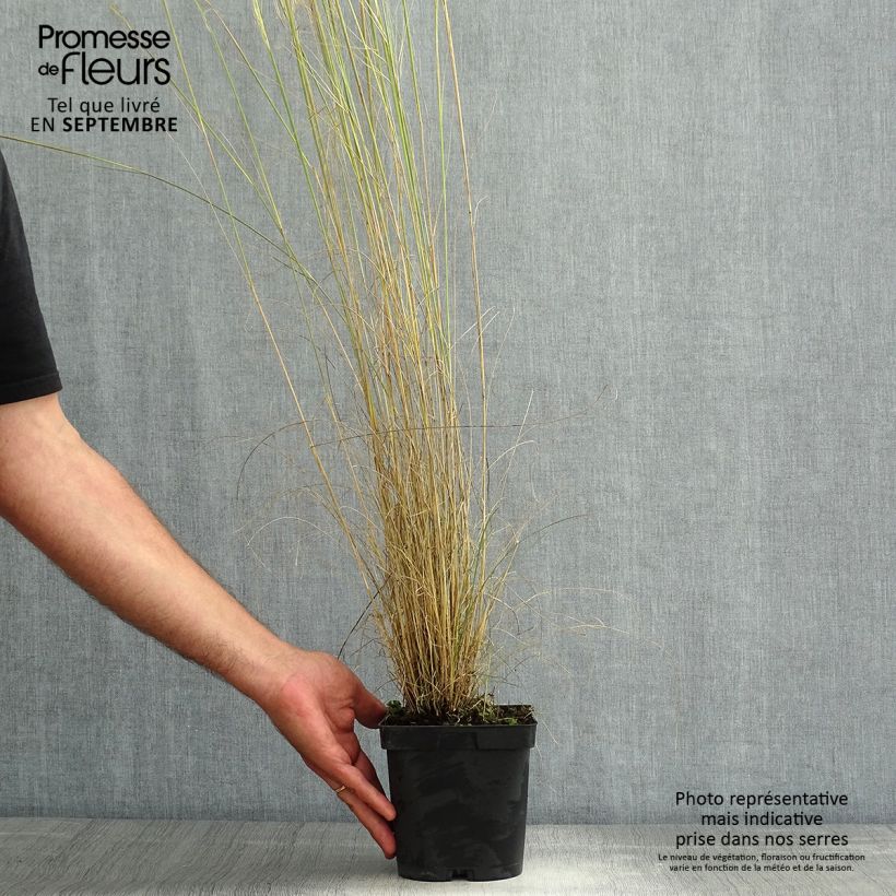 Ejemplar de Stipa capillata - Stipe capillaire en pot de 2/3 litres entregado en verano