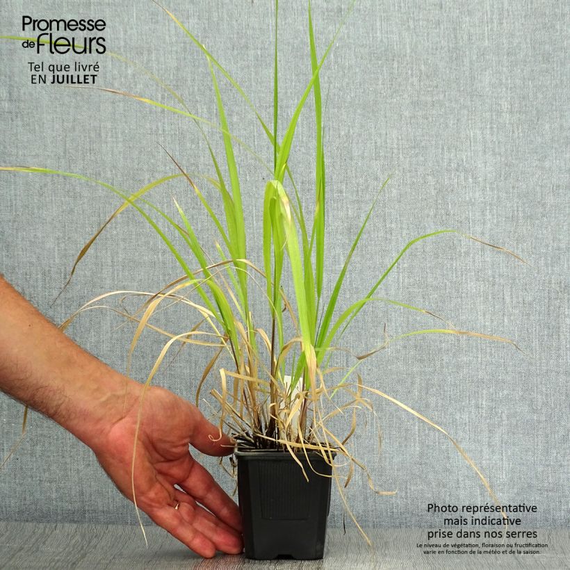 Ejemplar de Stipa extremiorientalis Maceta de 8/9 cm entregado en verano