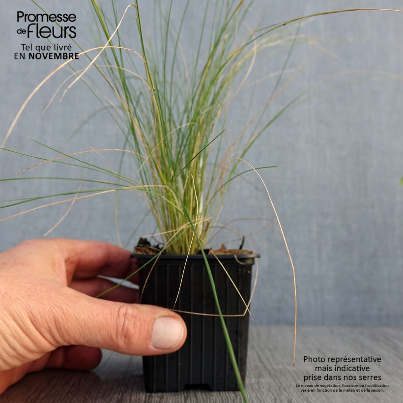 Ejemplar de Stipa ichu - Ichu Maceta de 7/8 cm entregado en otoño