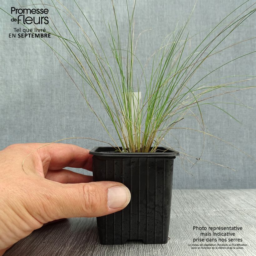 Ejemplar de Stipa pennata Maceta de 8/9 cm entregado en otoño