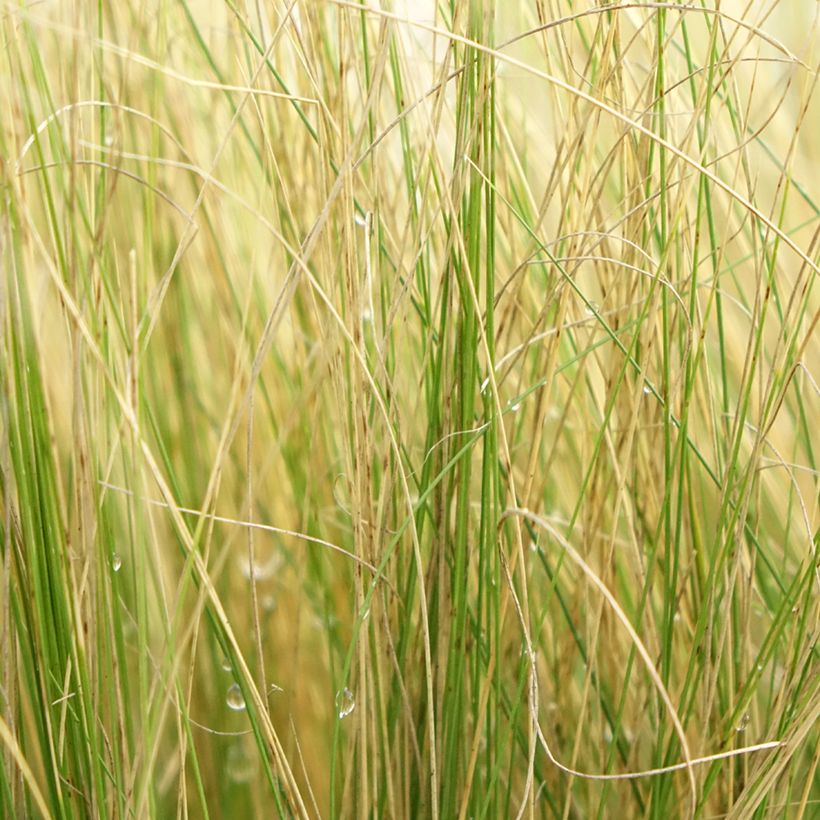 Stipa pennata (Follaje)