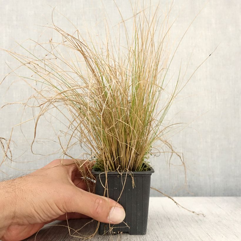 Ejemplar de Stipa trichotoma Palomino Maceta de 8/9 cm entregado en otoño