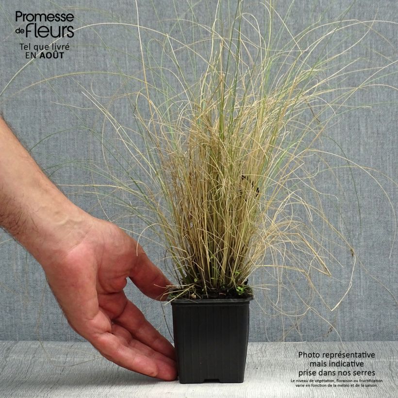 Ejemplar de Stipa trichotoma Palomino - Stipe à feuilles dentées Godet de 8/9 cm entregado en verano
