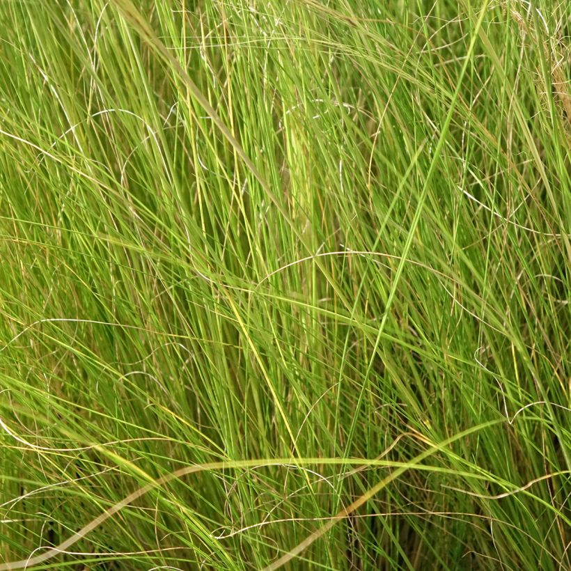 Stipa trichotoma Palomino (Follaje)