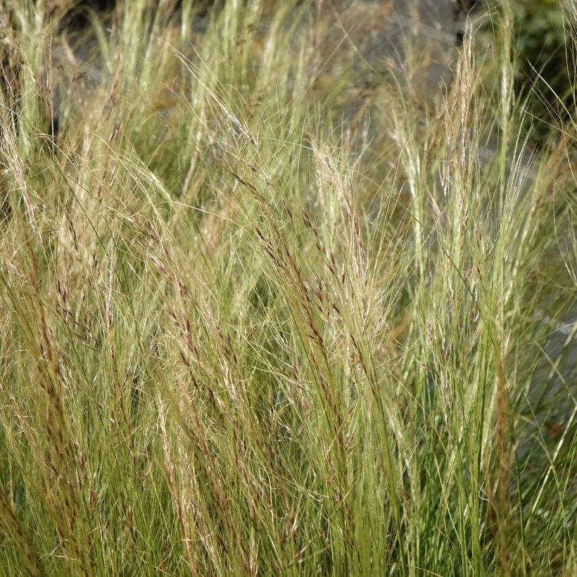 Stipa trichotoma Palomino (Floración)