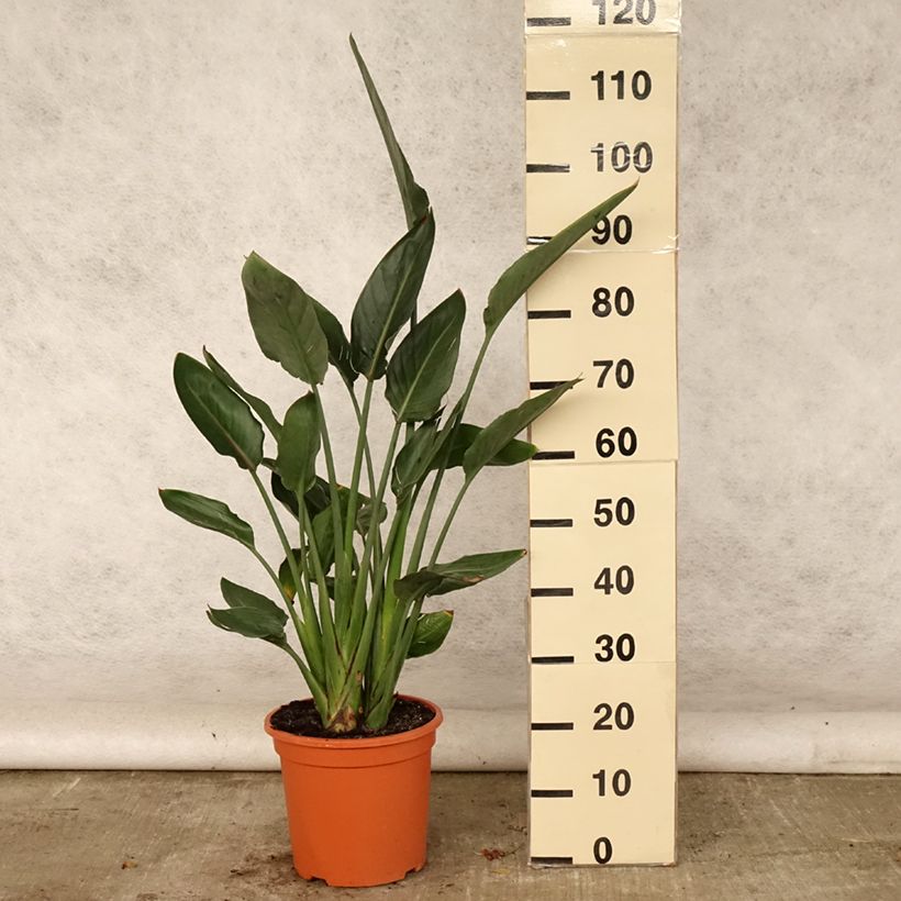 Ejemplar de Strelitzia reginae - Flor ave del Paraíso Maceta 6L/7LAltura de entrega aprox. 70/100cm entregado en verano