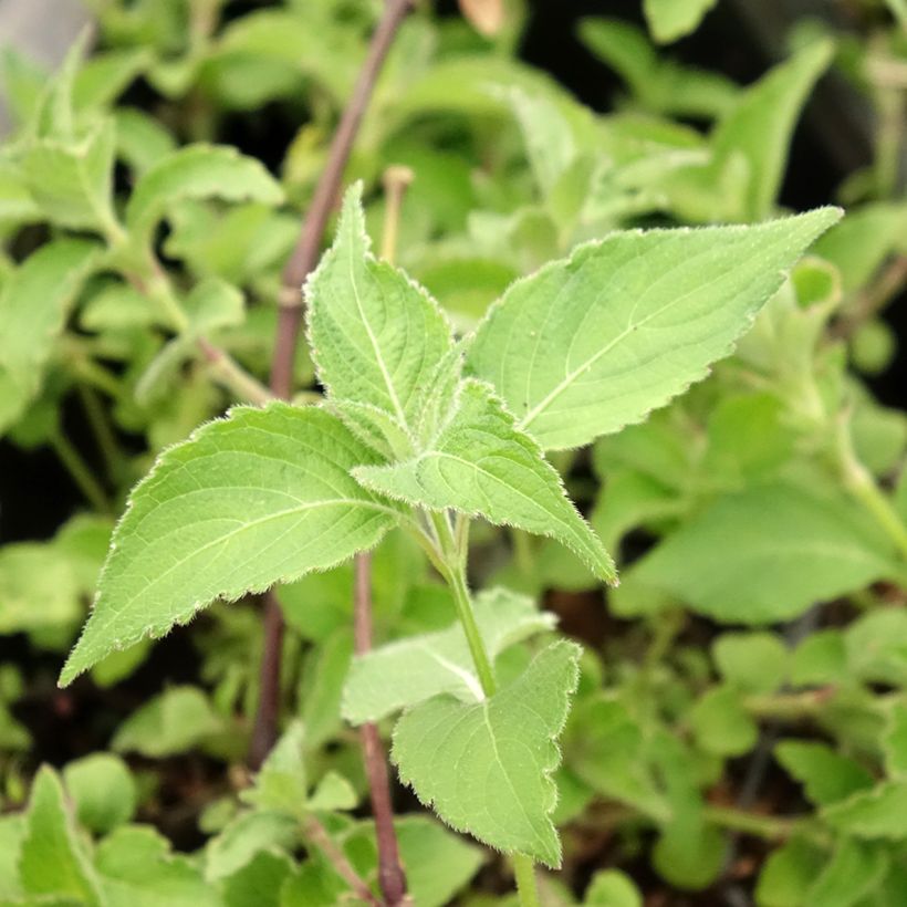 Strobilanthes attenuata Blue Carpet (Follaje)